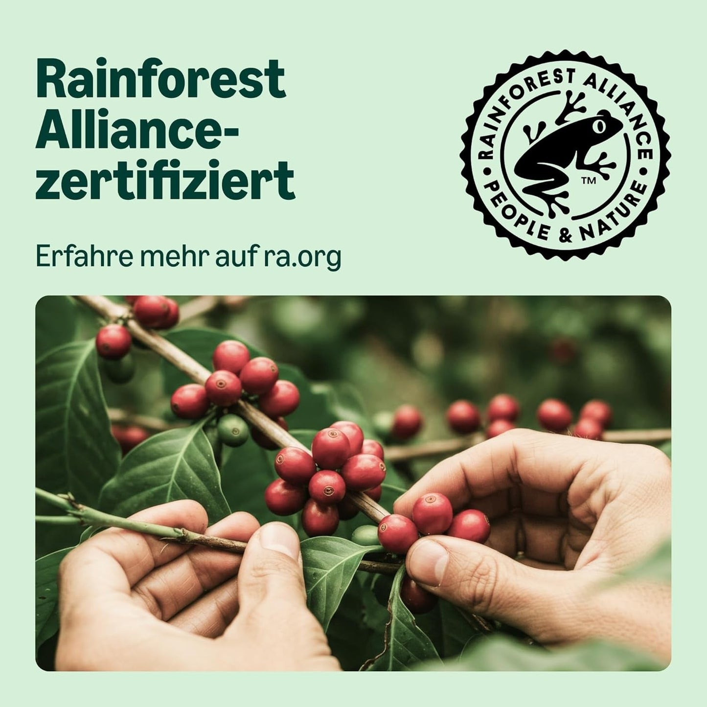 przez Amazon Lungo Aluminium-Kaffeekapseln, kompatybilny z Nespresso, mittelgeröstet, 100 Stück (5 Packungen mit je 20 Stück) – Rainforest Alliance zertifiziert