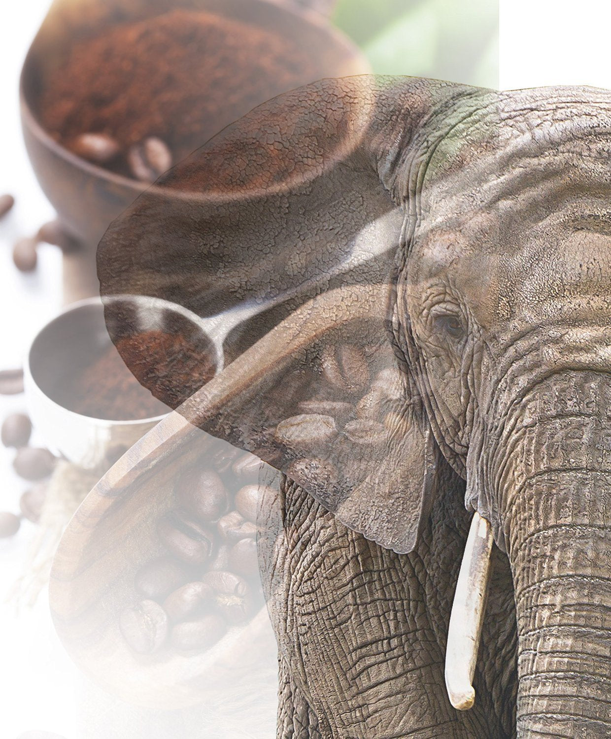 Kawa Jumbo | Elefantenkaffee Maragogype (1000 g, Whole Bohnen) - Die größten Bohnen der Welt, ohne Säure, wyjątkowo łagodny