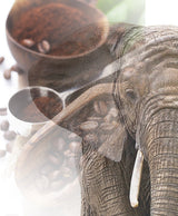 Kawa Jumbo | Elefantenkaffee Maragogype (1000 g, Whole Bohnen) - Die größten Bohnen der Welt, ohne Säure, wyjątkowo łagodny