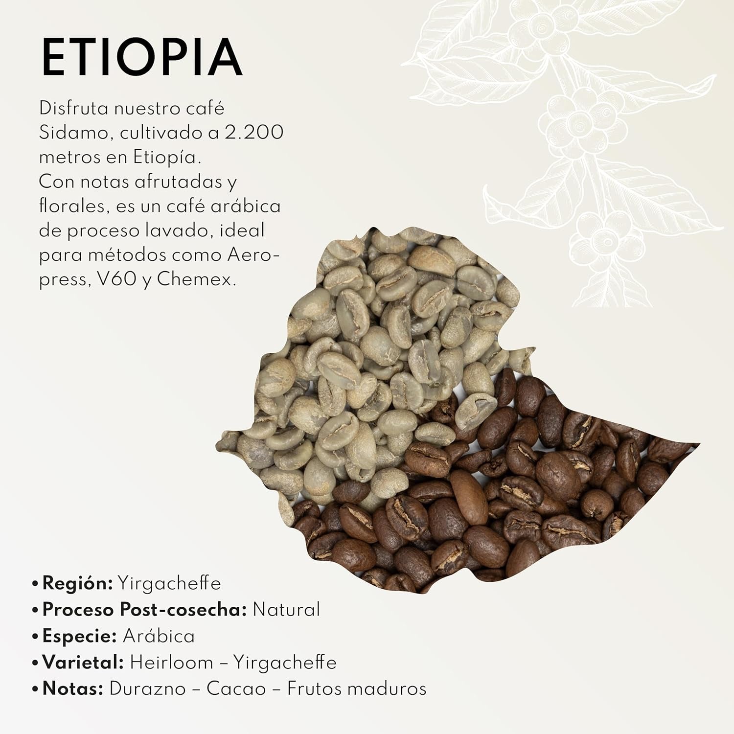 Boconó Specialty Kawa Etiopia 100% Arabika, średnio palona, ​​1 kg - Idealna do V60, Chemex, Kalita itp.