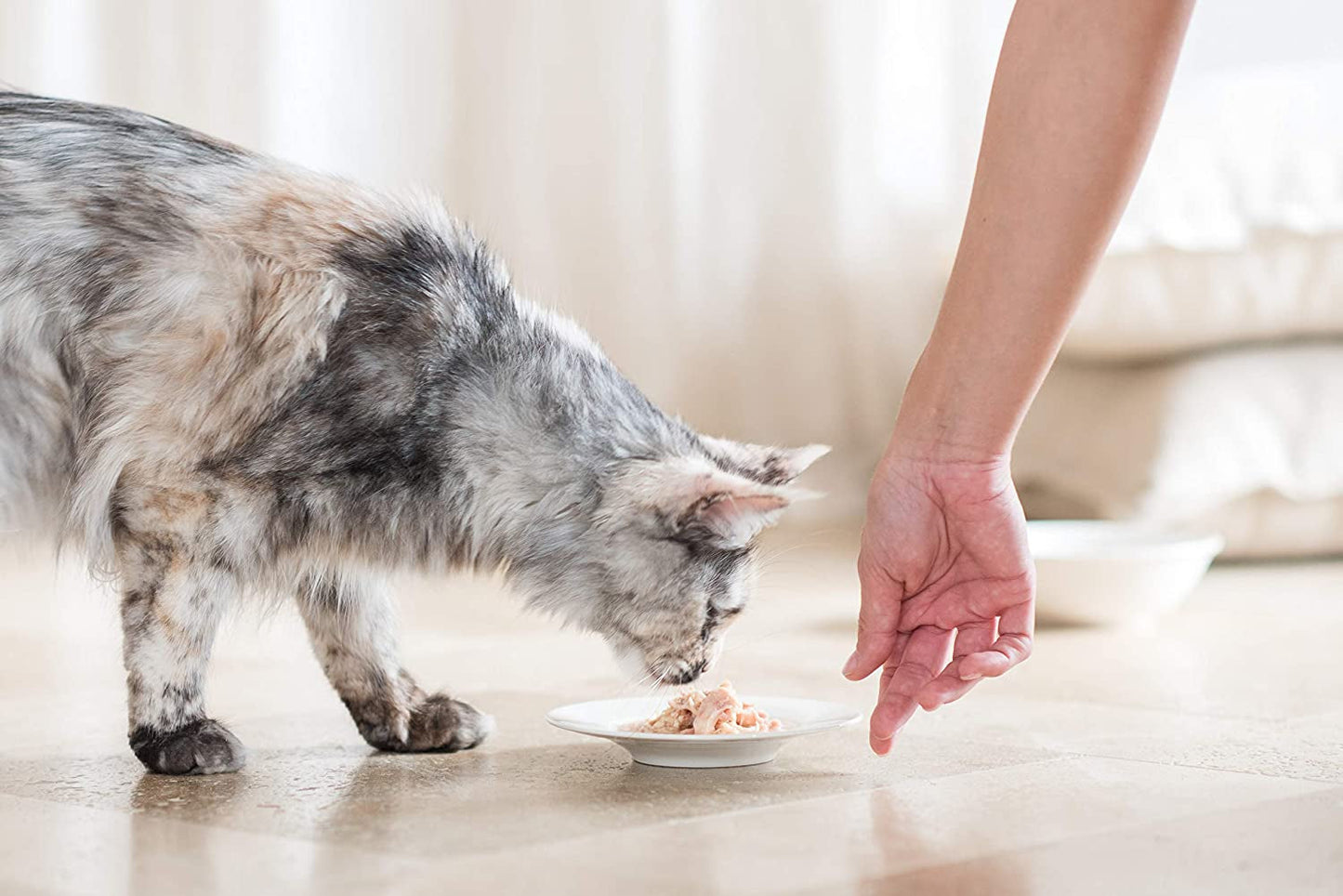 Cat Jelly Thunfisch mit Goldmakrele, Katzenfutter nass w Gelee, 24 Dosen x 85 g