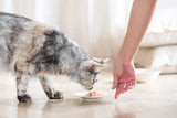 Cat Jelly Thunfisch mit Goldmakrele, Katzenfutter nass w Gelee, 24 Dosen x 85 g