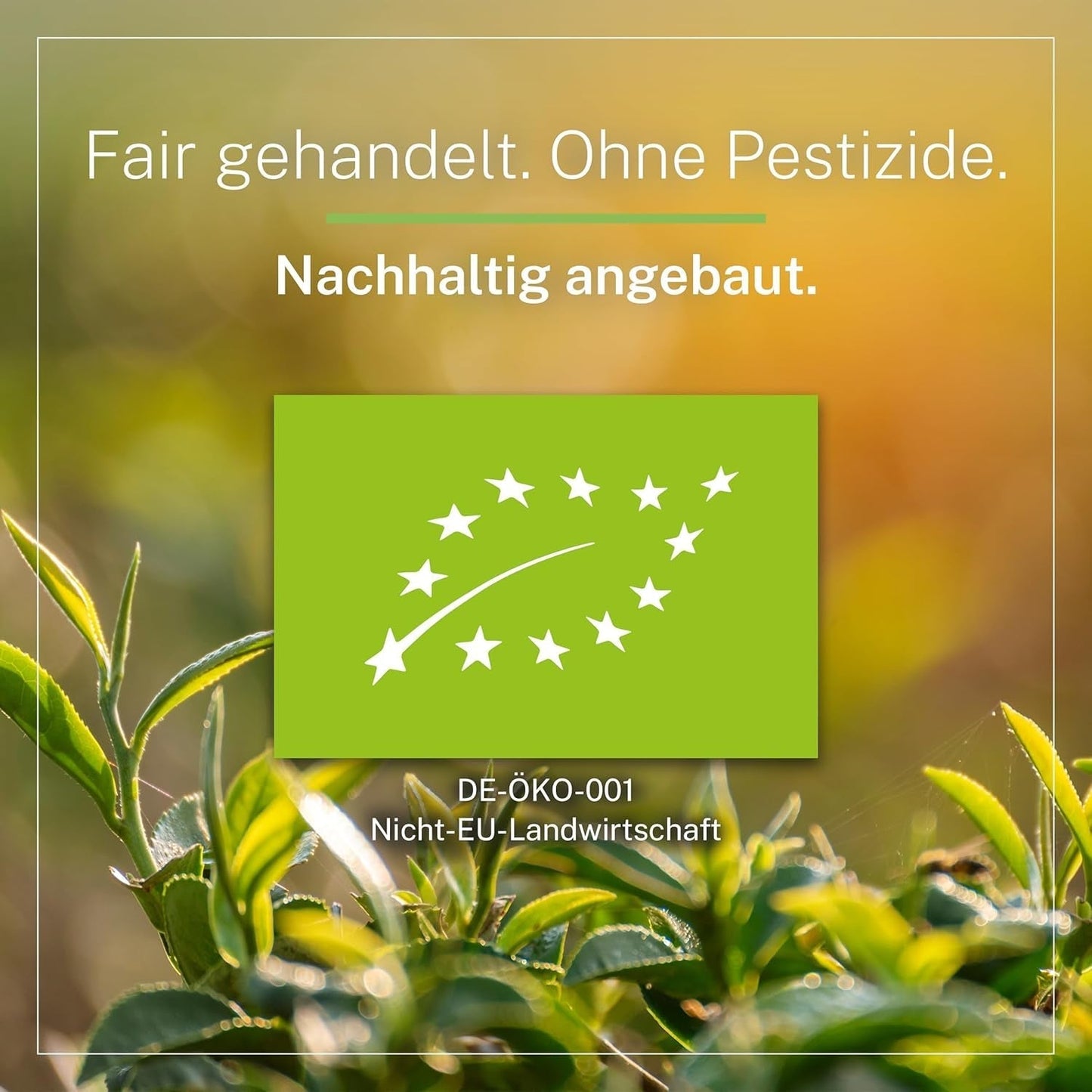 Pinhead Gunpowder Organiczna zielona herbata luzem 1kg – Wysokiej jakości organiczna zielona herbata z Chin – Lekko wędzony smak – Dla smakoszy i koneserów herbaty – Mycupoftea