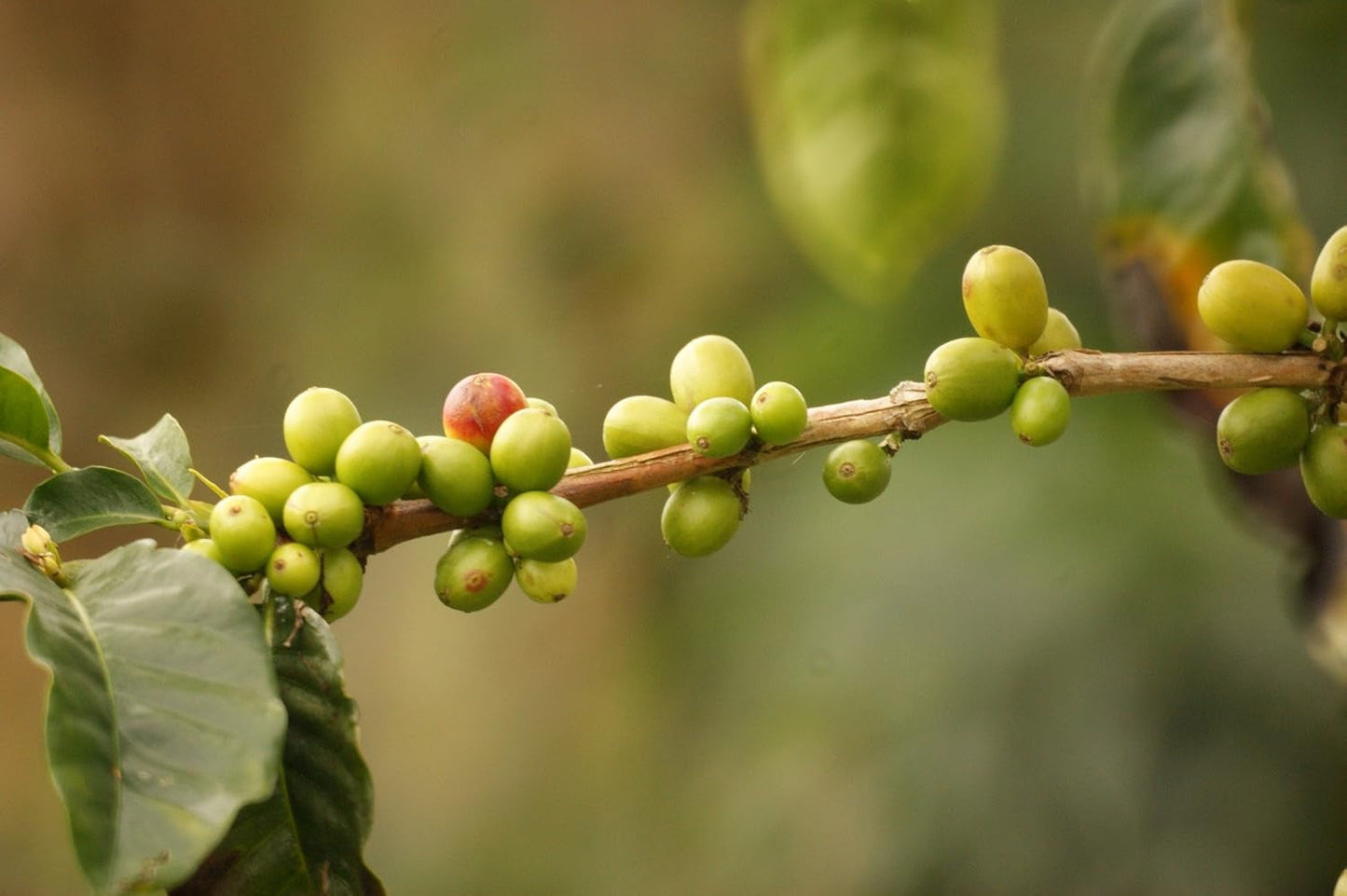 Kaffeespezialität Aus Mittelamerika - Gwatemala, Dem Land Der Maya (Ganze Bohne, 1000 gramów) - Länderkaffee - Spitzenkaffee - Säurearm - Schonend Und Frisch Geröstet
