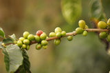 Kaffeespezialität Aus Mittelamerika - Gwatemala, Dem Land Der Maya (Ganze Bohne, 1000 gramów) - Länderkaffee - Spitzenkaffee - Säurearm - Schonend Und Frisch Geröstet