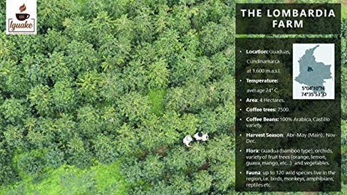 Kawa Iguaque 1000gr | Premium Kaffee ganze Bohnen 100% Arabika z Kolumbii | Familienbetrieb - Single Origin Kaffeebohnen - Nachhaltige eigene Plantage im Hochland - Kräftiges Aroma