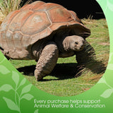 David Rio - Tortoise Green Chai, karton (1 x 398g)