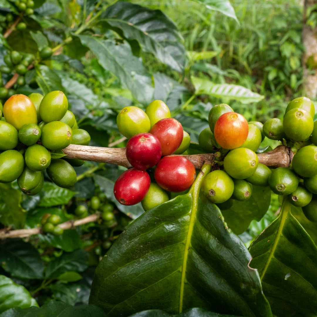 Palarnie Pick Espresso Blend - 100% Arabica, ganze Bohne - vielschichtige Röstung - frisch in Berlin geröstet - 500g