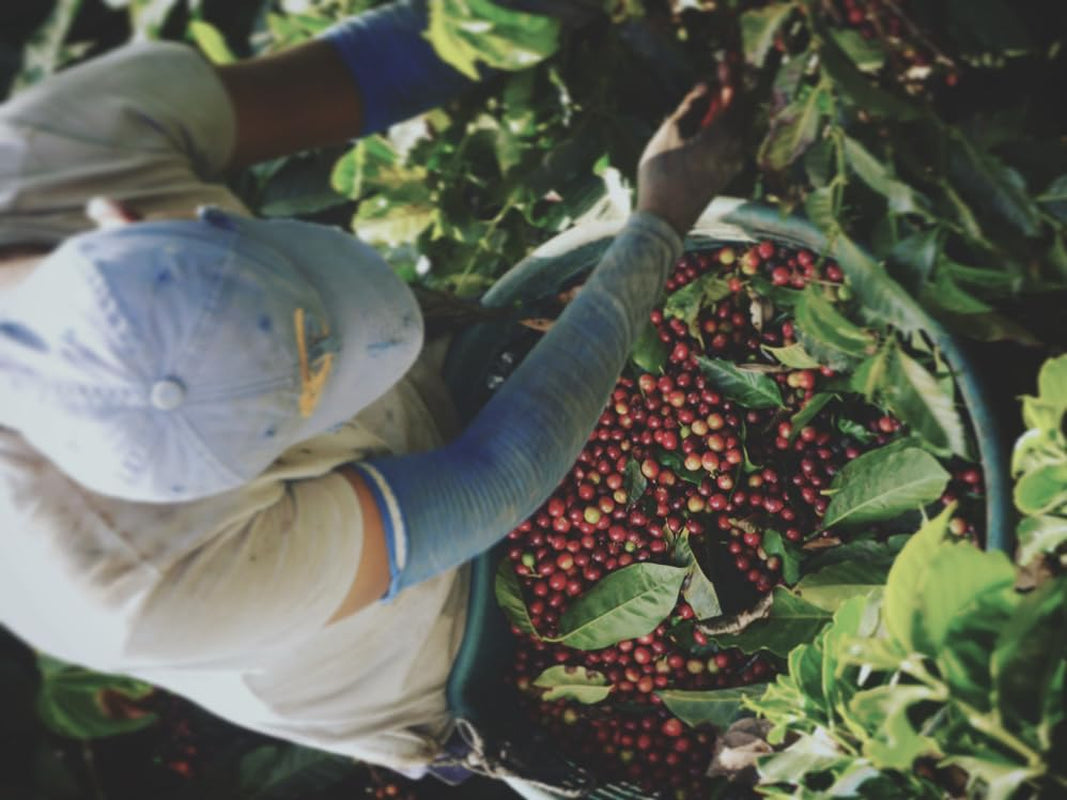 Zestaw degustacyjny do espresso - 5 rodzajów po 100 g każdy - Organiczne i 100% Arabika - Pojedyncze pochodzenie i mieszanka - Idealny do kolb i ekspresów do kawy