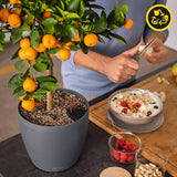 Donica LECHUZA Classico Color ECO 35 Ciemnoszary | Donica z systemem podlewania i wskaźnikiem poziomu wody | Wykonane w 100% z plastiku pochodzącego z recyklingu | Matowe wykończenie | Ø 34,5 x 32,5 cm | 18935