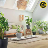 Donica LECHUZA Classico Color ECO 60 Ciemnoszary | Donica z systemem podlewania i wskaźnikiem poziomu wody | Wykonane w 100% z plastiku pochodzącego z recyklingu | Matowe wykończenie | Ø 60 x 55,5 cm | 18955