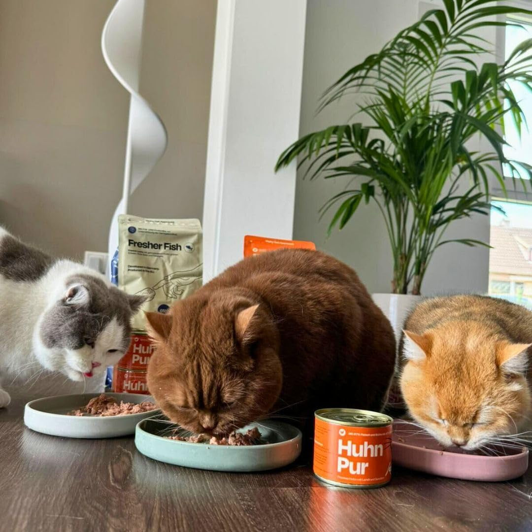 The Better Cat - Bezzbożowa mokra karma z ekstra wysoką zawartością mięsa - Premium bezzbożowa i bezcukrowa karma dla kotów (200g, Kurczak)