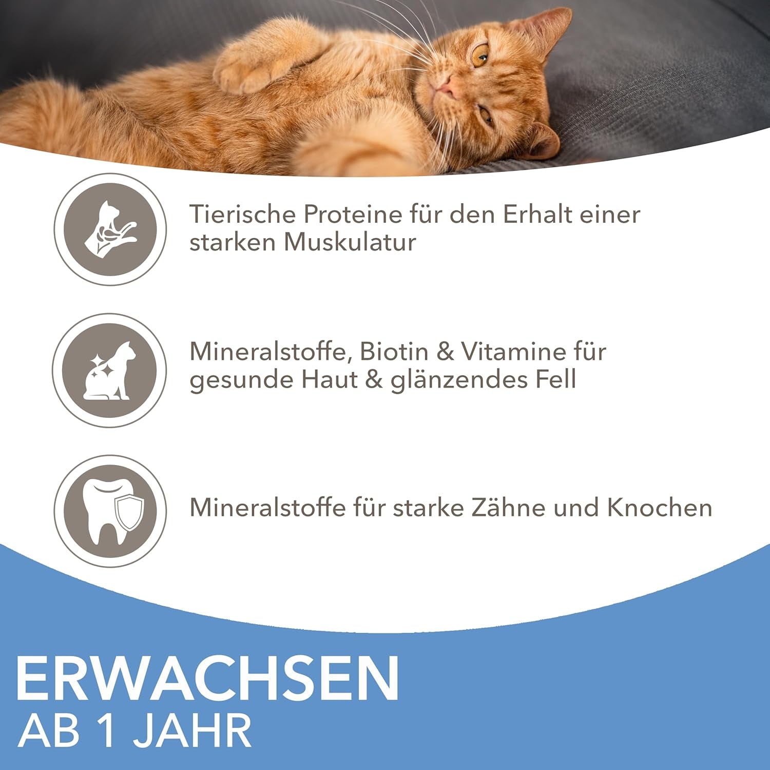 IAMS Delights Sea Collection Katzenfutter Nass - Opakowanie zbiorcze z Fisch Sorten (Lachs, Thunfisch, Makrela, Seefisch) w sosie, Nassfutter für Katzen od 1 Jahr, 12 x 85g