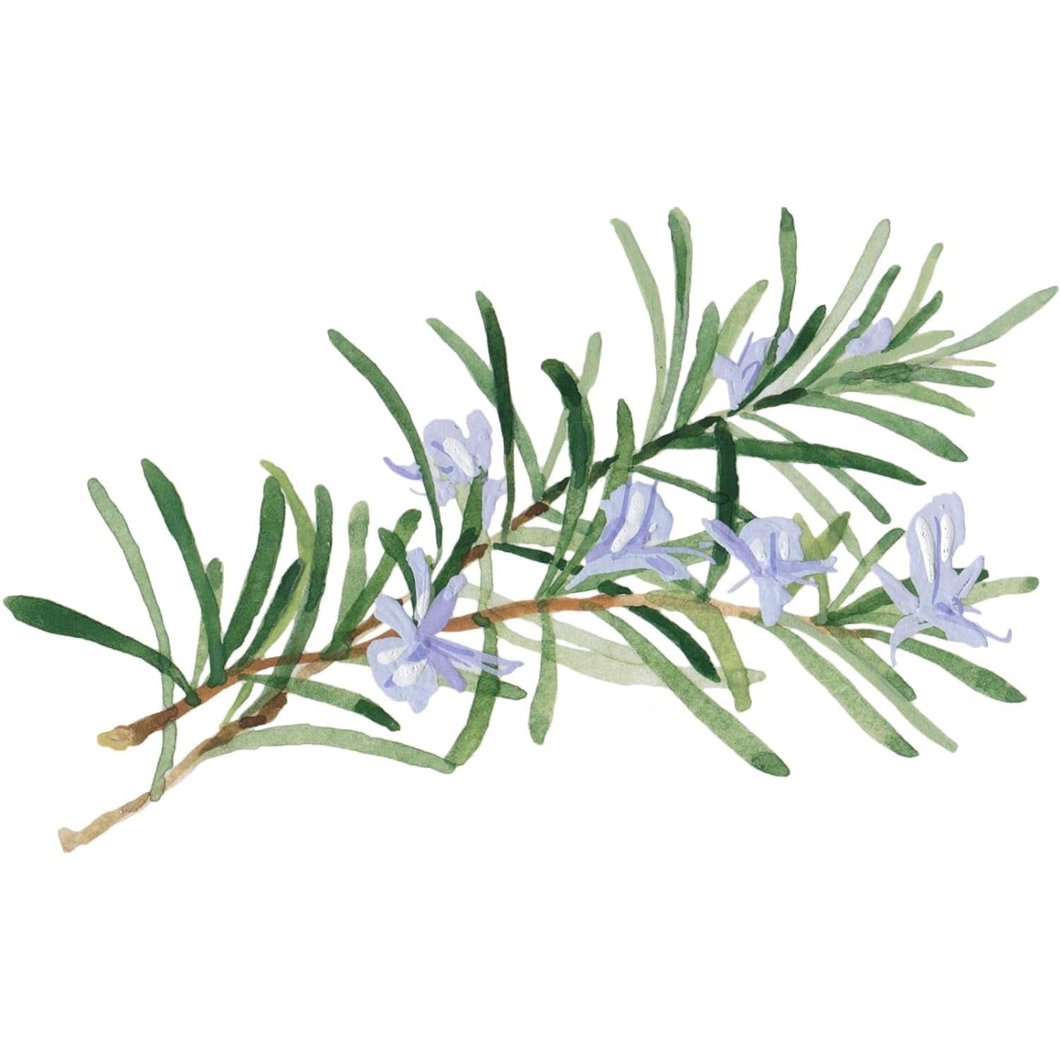 WELEDA Bio Skin, Krem pielęgnacyjny do skóry bardzo suchej, 75 ml Prysznic i kąpiel Naty Shop