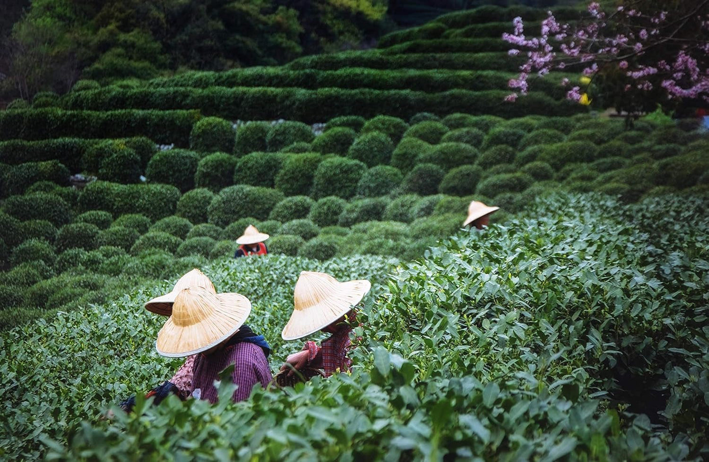Herbata Tie Guan Yin Oolong z Anxi, Chiny | Żniwa 2025 | Wysokiej jakości chińska herbata Oolong | Herbata chińska Premium z tradycyjnych plantacji 100 g