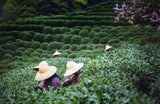 Herbata Tie Guan Yin Oolong z Anxi, Chiny | Żniwa 2025 | Wysokiej jakości chińska herbata Oolong | Herbata chińska Premium z tradycyjnych plantacji 100 g
