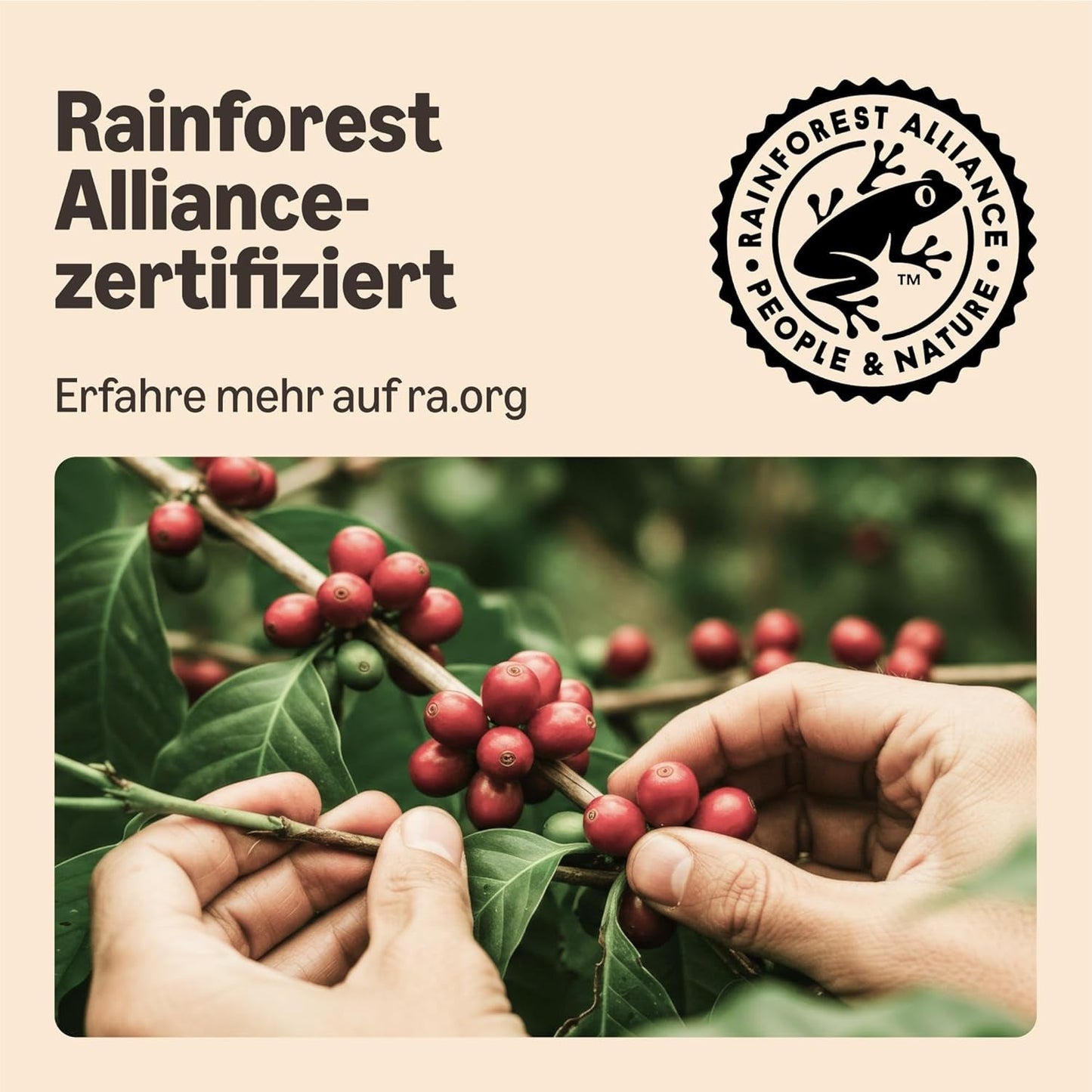 autor: Amazon Starke Pads, geeignet für Senseo-Maschinen, 36 Stück (1 Packung mit 36 ​​​​Stück) – Rainforest Alliance-zertifiziert