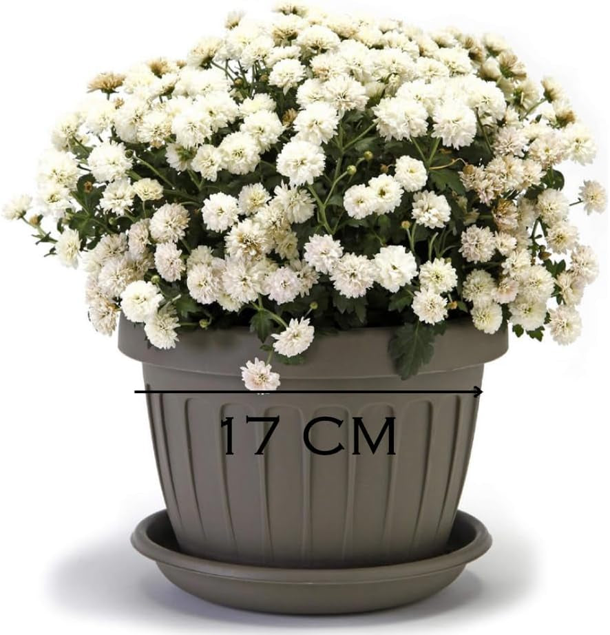 Mały garnek z talerzem - garnek z talerzem 17 cm | Praktyczna i lekka konstrukcja | Idealna na rośliny, sadzonki lub wczesne pędy 17 cm