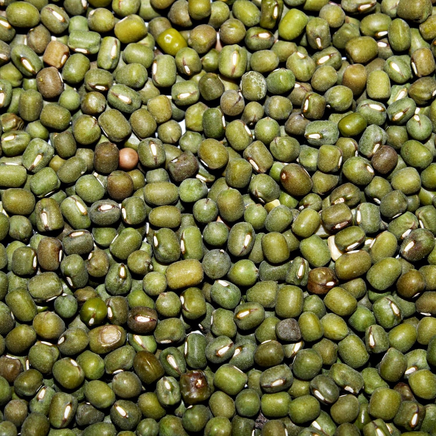 AFROASE - Fasola szparagowa Mung - 1 x 1 kg (opakowanie 2 szt.)
