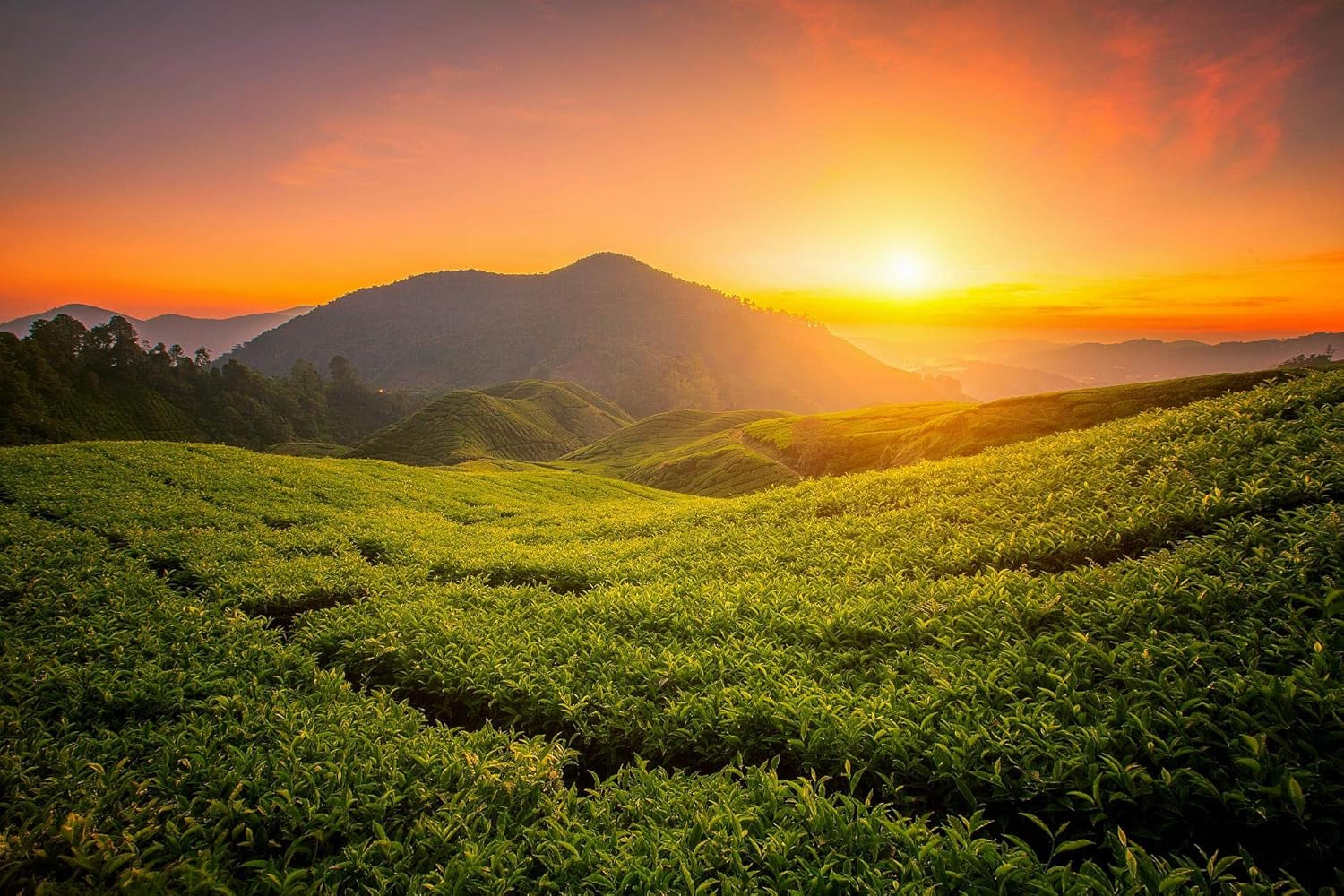 Herbata Tie Guan Yin Oolong z Anxi, Chiny | Żniwa 2025 | Wysokiej jakości chińska herbata Oolong | Herbata chińska Premium z tradycyjnych plantacji 100 g