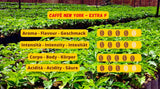 Kawa New York - EXTRA P - Kawa ziarnista, mocny i zdecydowany smak, ziarna Arabiki i Robusty, do mielenia, włoskie espresso, mieszanka batonowa - jakość premium od 1930 - 1 kg, ziarna