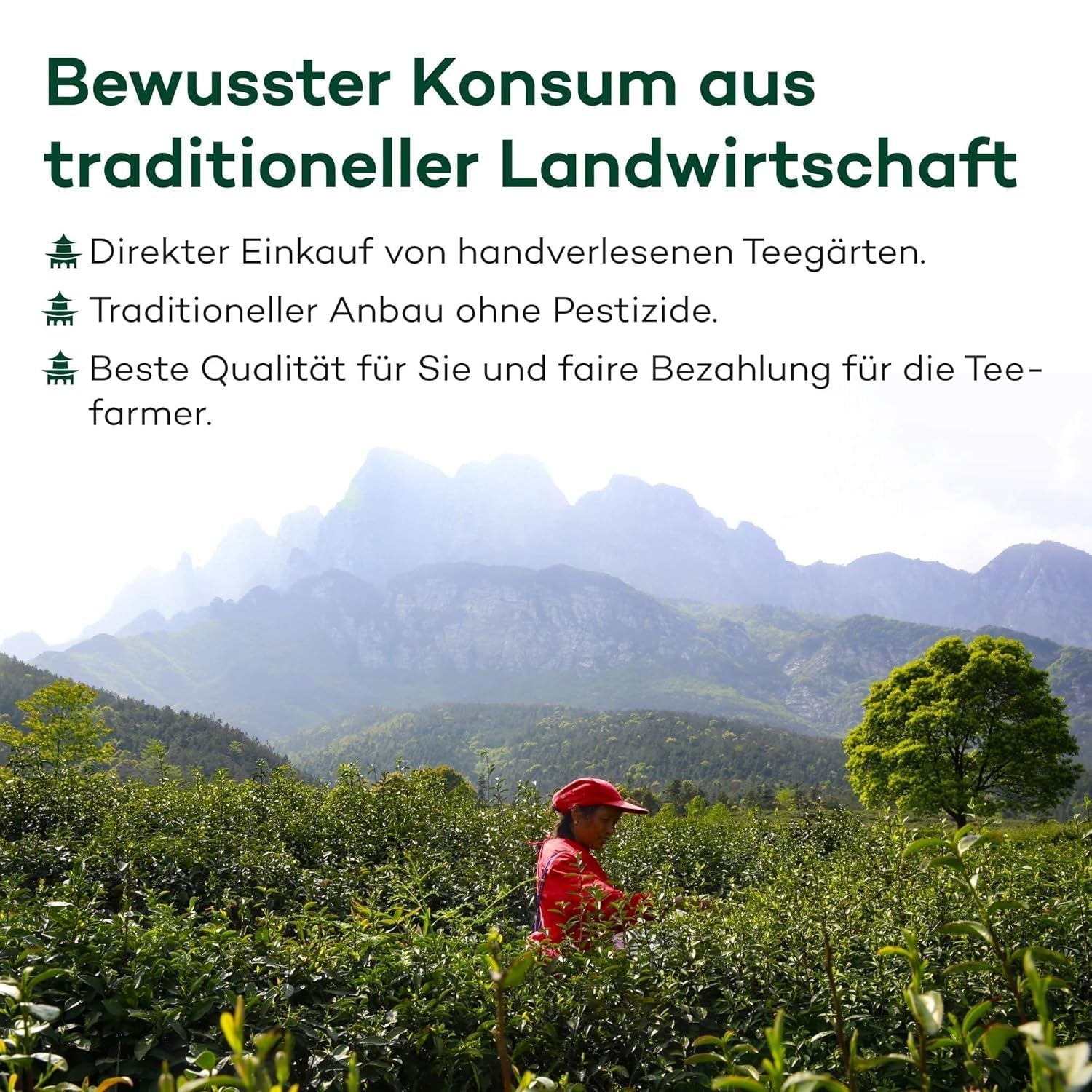 Herbata mleczna Oolong z Alishan, Tajwan | Jin Xuan Mleczny Oolong Wysokiej Jakości 100% Naturalny Bezsmakowy (100g)