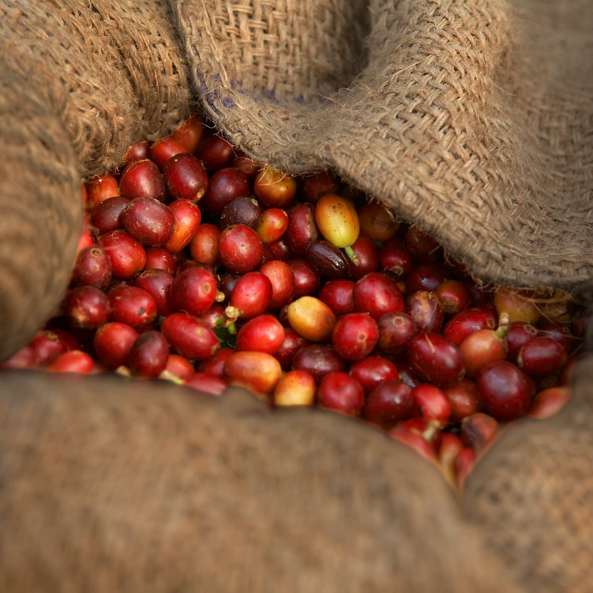 - Mokka 1000g | Mocna kawa do Schümli i espresso z w pełni automatycznych ekspresów | Całe palone ziarna kawy | Zawiera 90% ziaren Arabiki