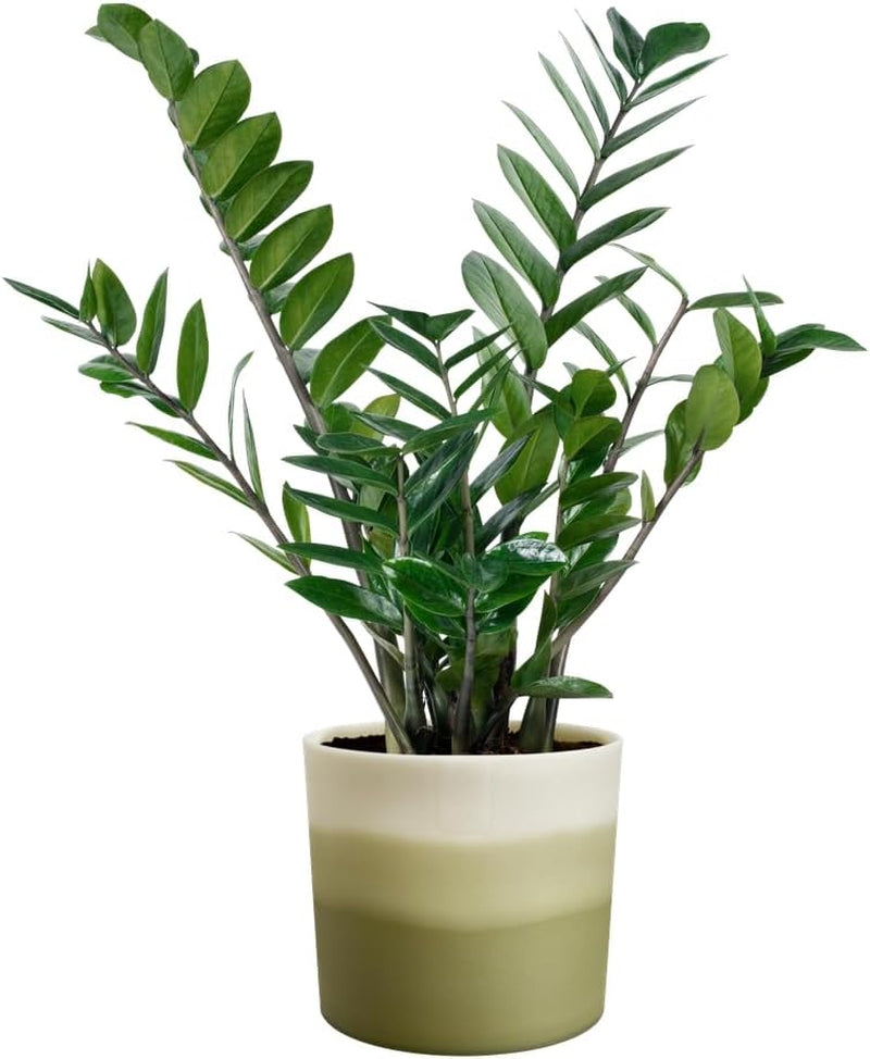 Okrągła doniczka elho Color Gradient 16cm - do użytku w pomieszczeniach - 100% plastiku pochodzącego z recyklingu - Ø 15,9 x wys. 14,7 - zielony/bambusowy zielony