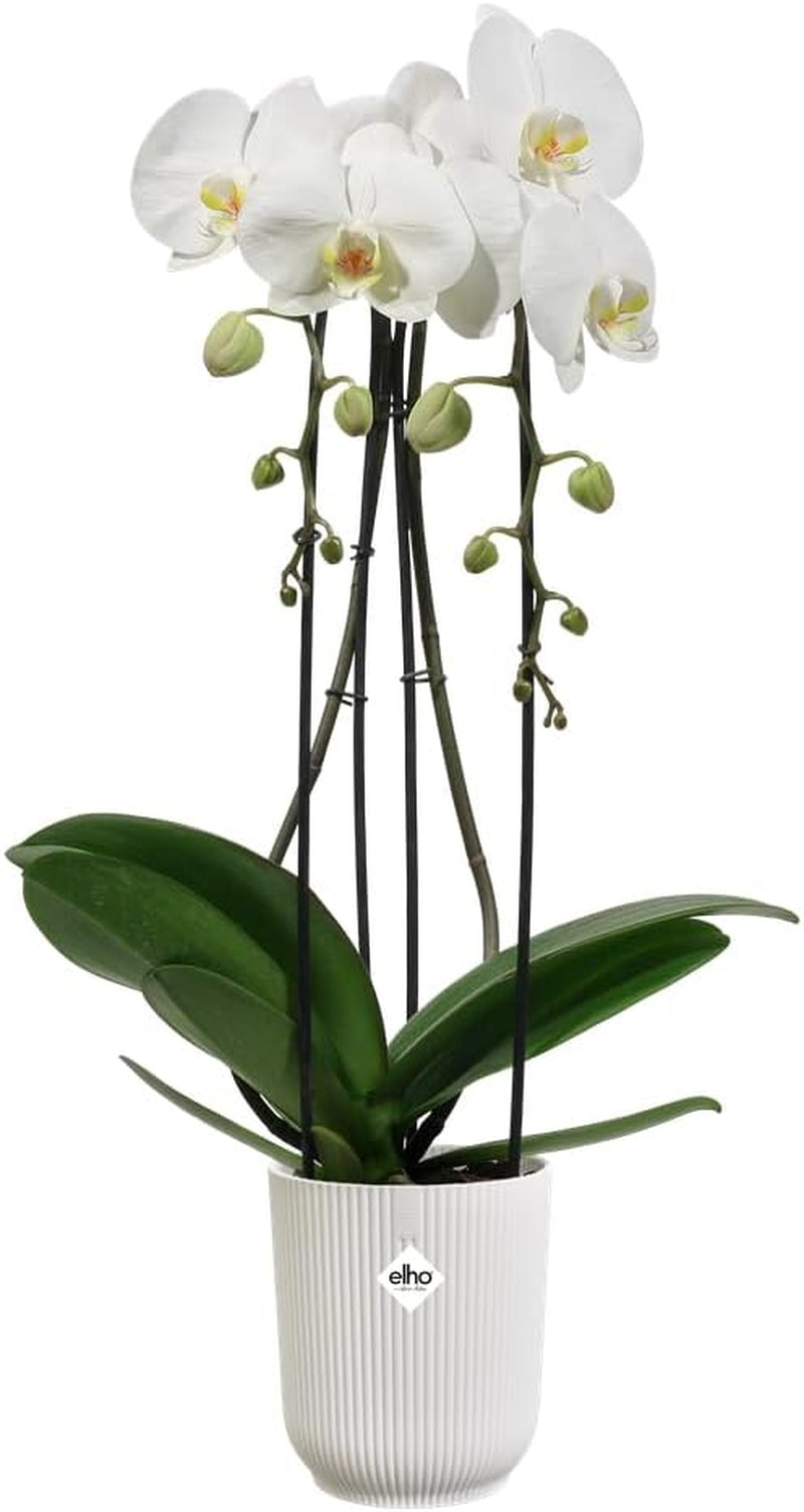 elho Vibes Fold Orchid High 12,5cm - Doniczki do storczyków do wnętrz - Doniczki do wnętrz - 100% plastiku pochodzącego z recyklingu - Biały/Jedwabiście biały