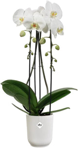 elho Vibes Fold Orchid High 12,5cm - Doniczki do storczyków do wnętrz - Doniczki do wnętrz - 100% plastiku pochodzącego z recyklingu - Biały/Jedwabiście biały