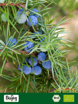 Biojoy Organiczny owoc jałowca (250 g), suszony i cały, bez dodatków (Juniperus communis) Produkty suszone Naty Shop
