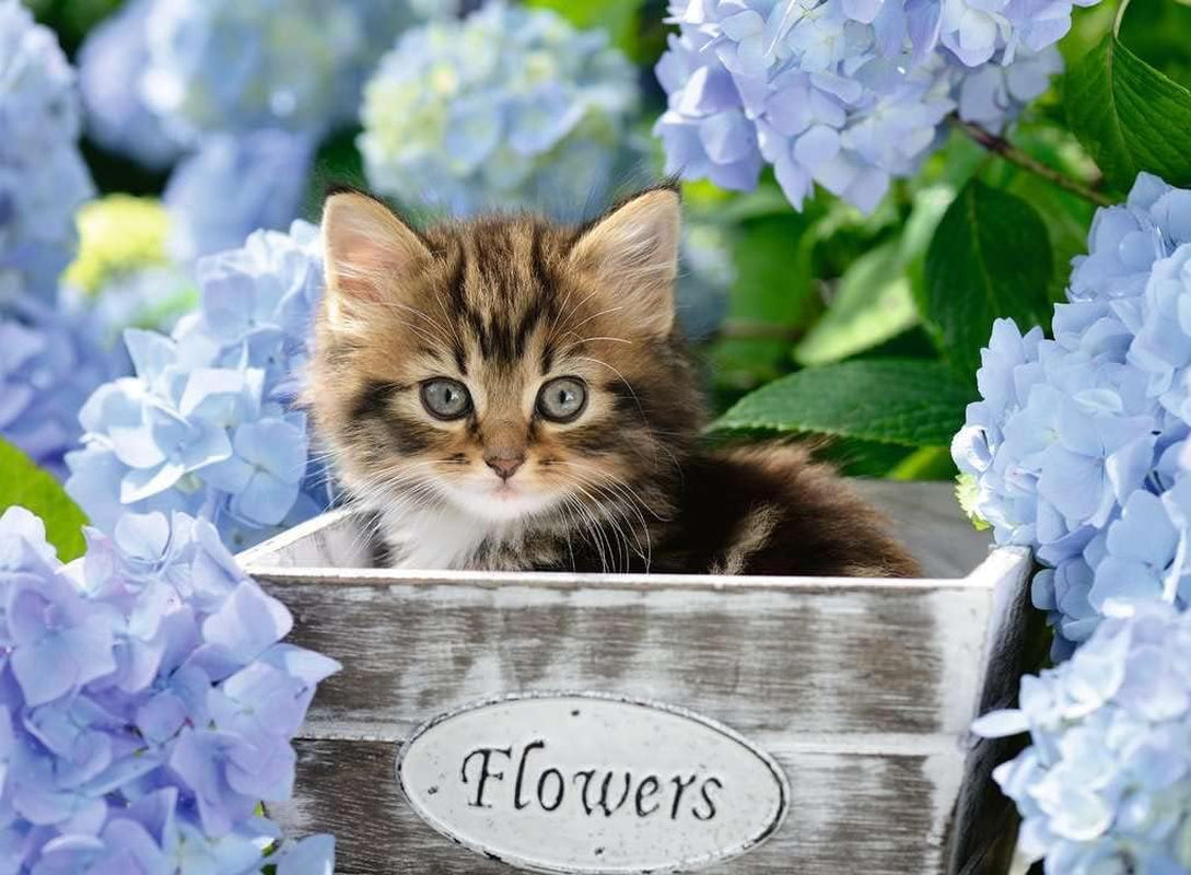 Puzzle dla dzieci Ravensburger - 12894 Little Cat - Puzzle ze zwierzętami dla dzieci od 9. roku życia, zawierające 300 elementów w formacie XXL Puzzle Naty Shop