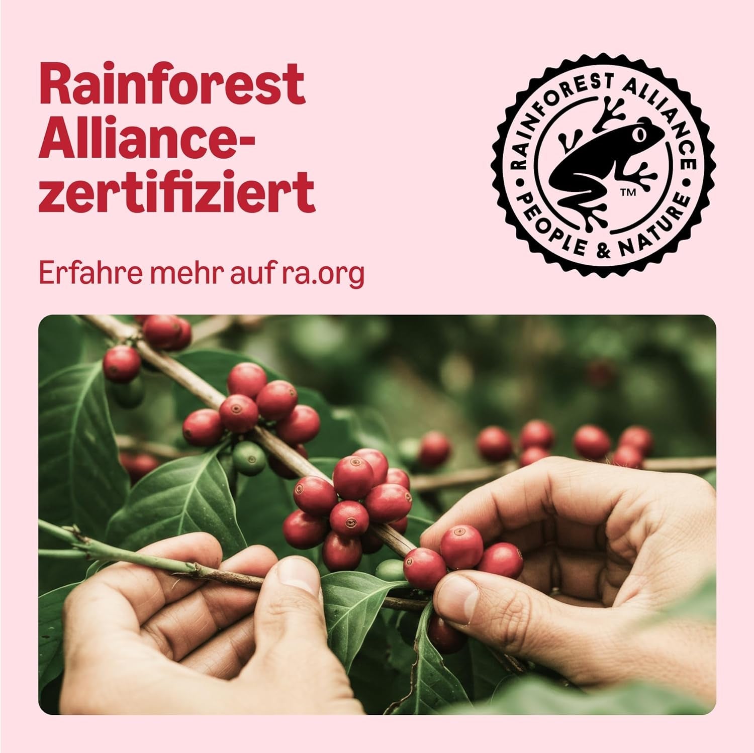 by Amazon Klassische Kaffeepads aus 100% Arabica, geeignet für Senseo-Maschinen, 36 Stück (1 Packung mit 36 ​​​​Stück) – Rainforest Alliance-zertifiziert