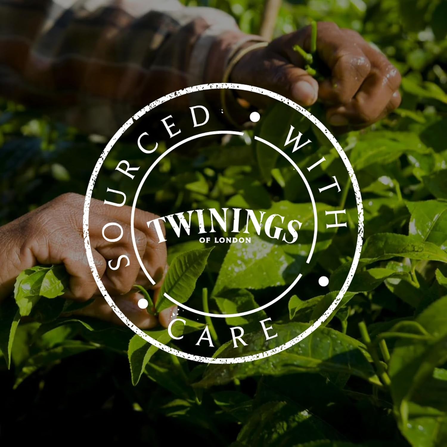 Twinings GLOW Zielona herbata z aloesem i pokrzywą z biotyną - Mieszanka herbat ziołowych do naturalnej pielęgnacji skóry i włosów 12 opakowań (po 10 saszetek)
