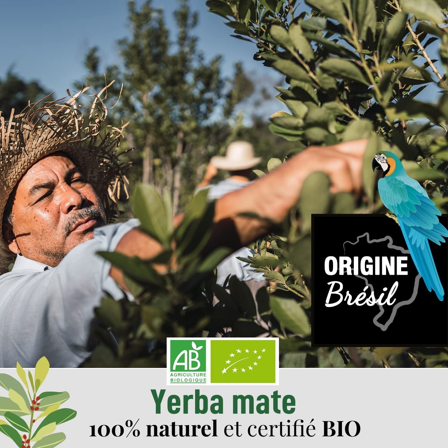 ORIGEENS BIO YERBA MATE TEA 200G - Oryginalna I Bio Yerba Mate niepalona, ​​liście, bez łodyżek, pyłu i okruszków I Napój energetyzujący i detoksykujący