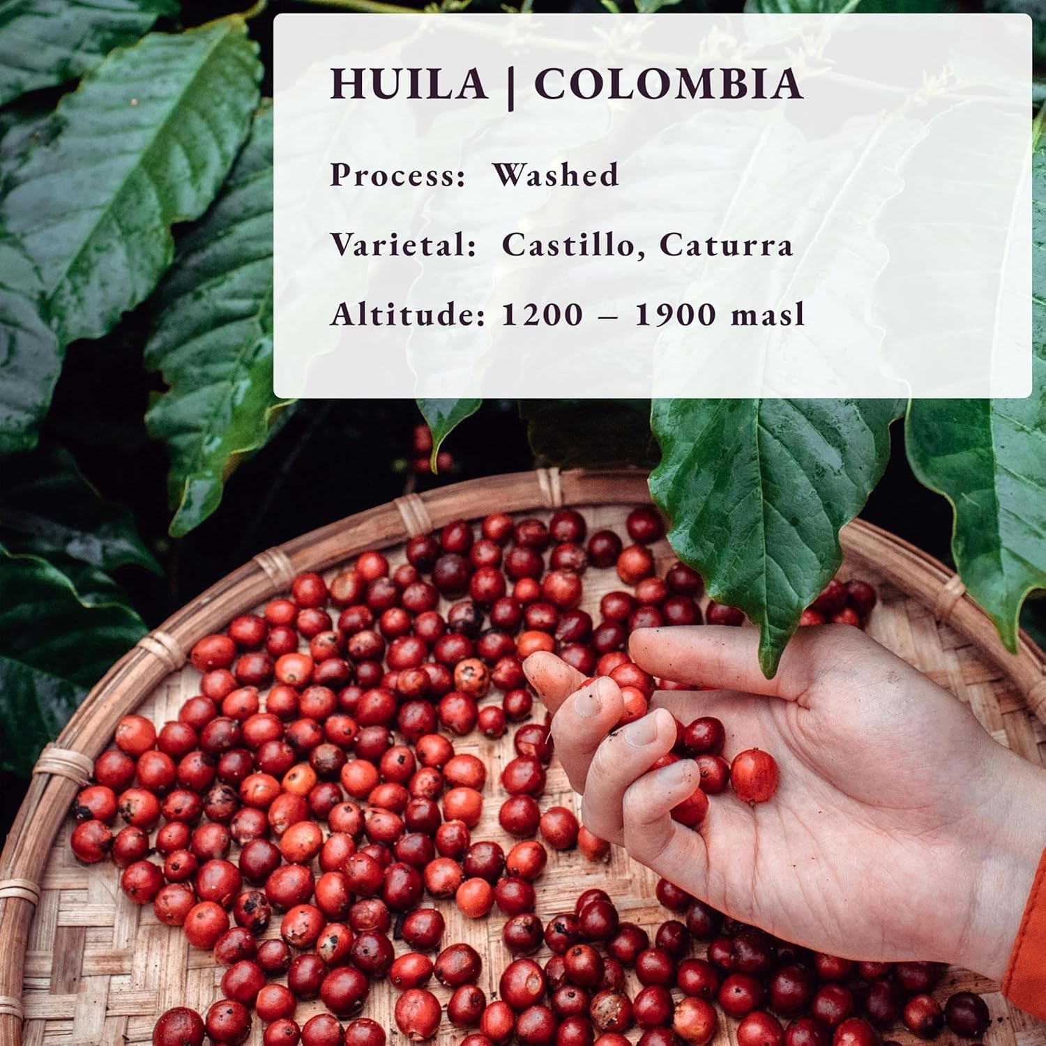 Palone na zamówienie ~ Najświeższe ziarna kawy specjalistycznej | Palarnia na 80 CUP | Kolumbia Huila, Single Origin (1kg) Spezialitäten Kaffeebohnen, Frisch Geröstet