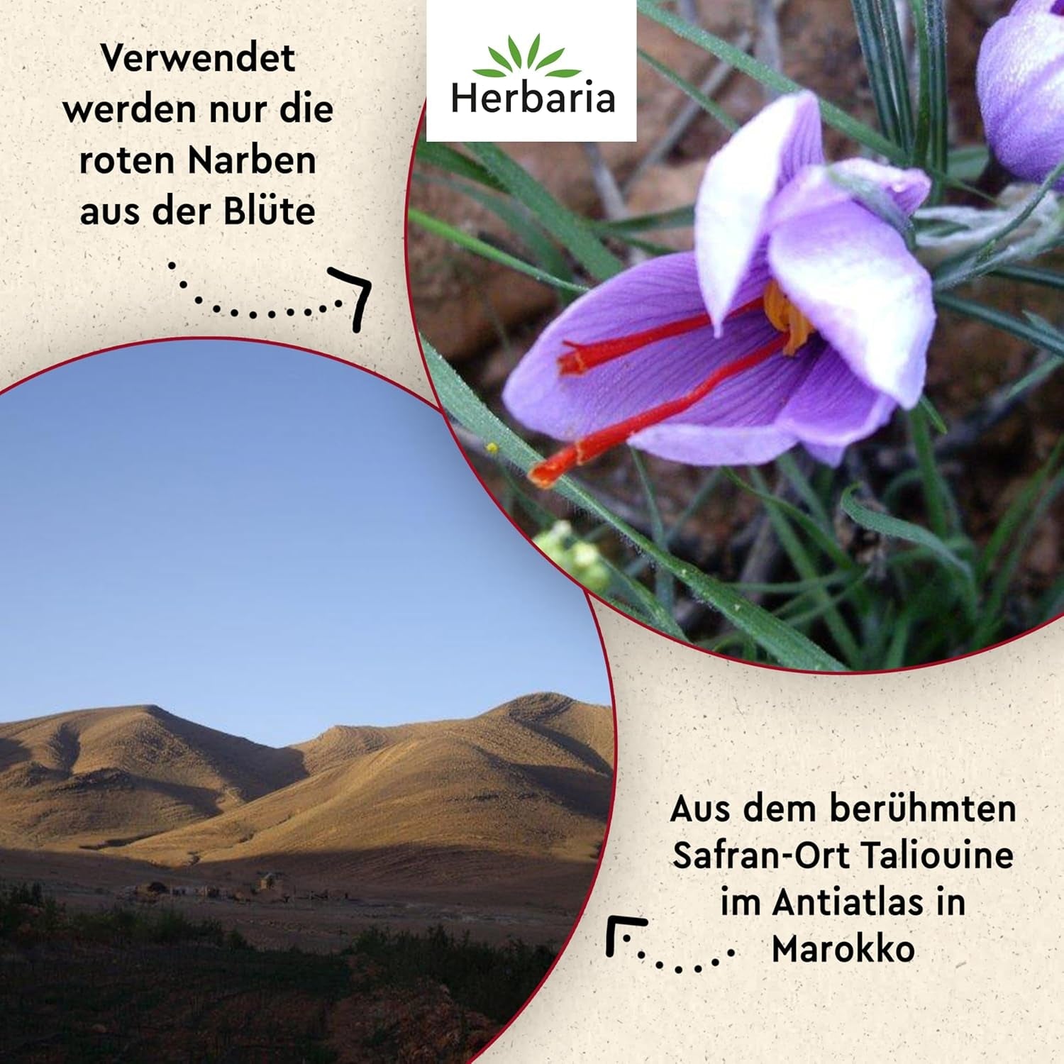 Herbaria Safran-Fäden bio 0,5g im Glas – Bio Saffron-Fäden aus dem bereicht Safran-Ort Taliouine in Marokko – Safranfäden in Premium Bio-Qualität – Saffron Premium - Safran premiera kategorii