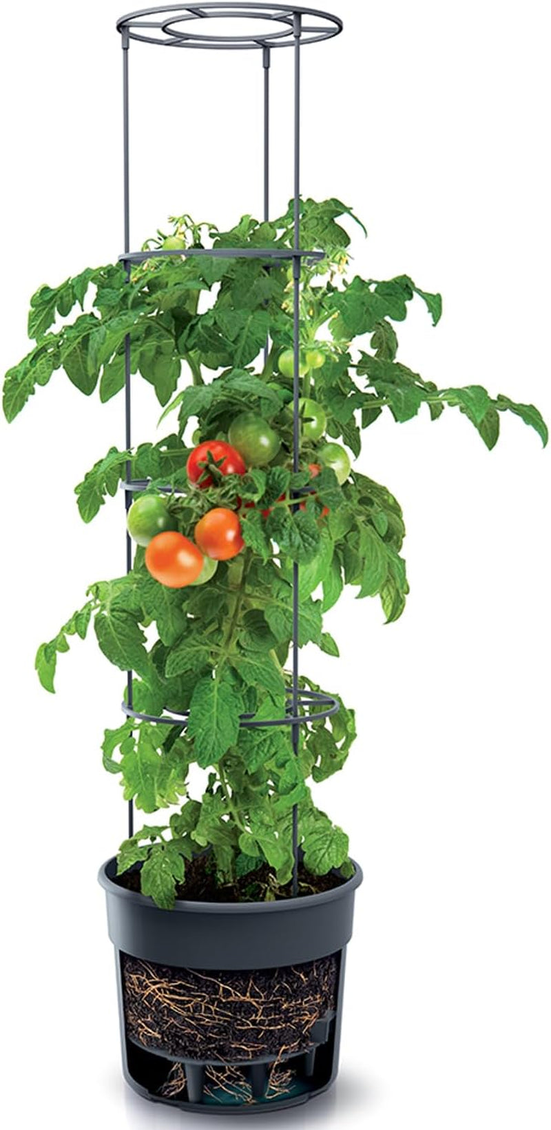 Doniczki do sadzonek pomidorów Prosperplast z kratą – Solidna donica z tworzywa sztucznego | Antracyt | Odporny na warunki atmosferyczne i promieniowanie UV | 29,5 x 115,2 cm | Idealny do ogrodu i na taras