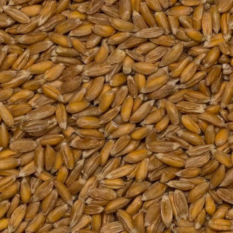 Organiczne ziarna orkiszu pełnoziarnistego – 3 kg | Bez GMO | wegańskie | Bogaty w błonnik | Certyfikowane organiczne
