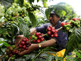 100% naturalna kawa ziarnista Arabica 1kg – Intensywnie palona kawa espresso z mieszanką pochodzenia kolumbijskiego i brazylijskiego – Sprawiedliwy Handel.