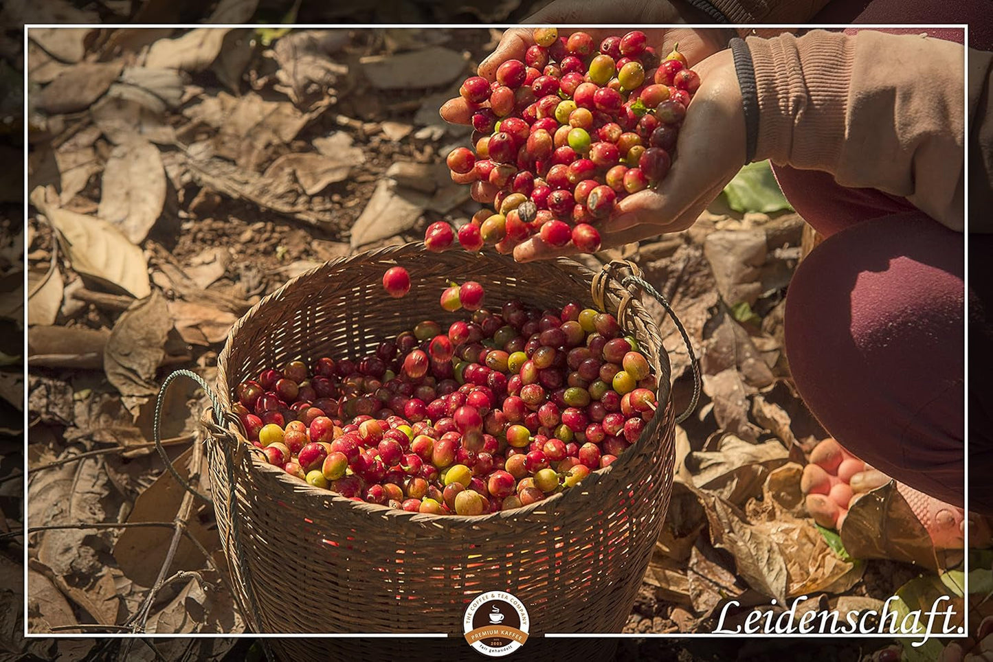 Specjalna kawa z Ameryki Południowej - Galapagos, unikalny ekosystem wysp (1000 gramów, całe ziarna) - kawa single origin - kawa premium - niska kwasowość - lekko palona i świeża