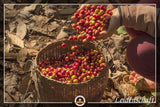 Specjalna kawa z Ameryki Południowej - Galapagos, unikalny ekosystem wysp (1000 gramów, całe ziarna) - kawa single origin - kawa premium - niska kwasowość - lekko palona i świeża