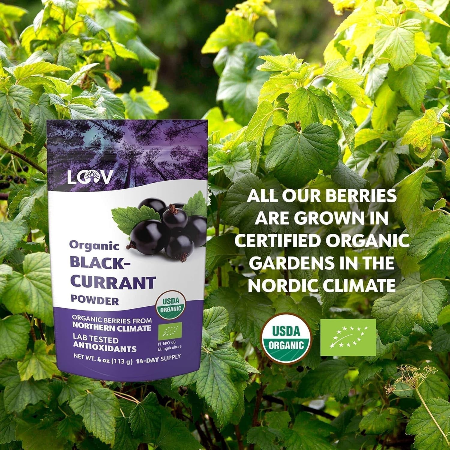 LOOV Organiczna czarna porzeczka w proszku, wykonana w 100% z całych czarnych porzeczek, liofilizowanych i sproszkowanych organicznych jagód, uprawianych w Europie Północnej, bez dodatku cukru, 113g Naty Shop Produkty suszone