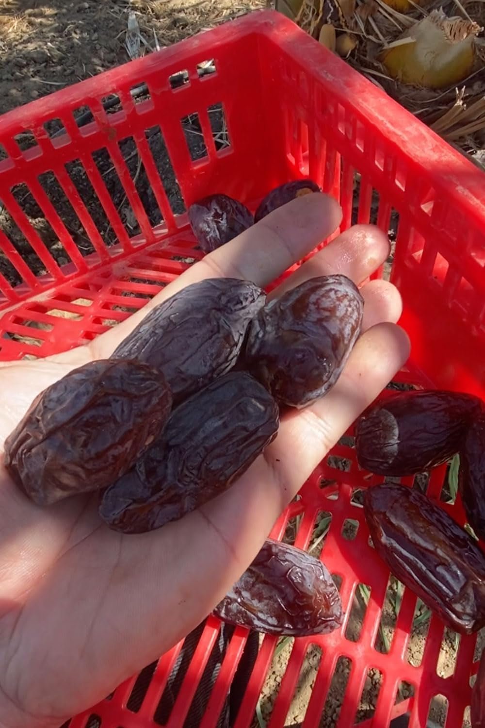NABALI FAIRKOST FOR ALL Daktyle Medjool Medjoul z Palestyny - 100% naturalne wegańskie aromatyczne tradycyjne świeże i orientalne I bez konserwantów 5 kg (1 opakowanie), Małe/Średnie Produkty suszone Naty Shop