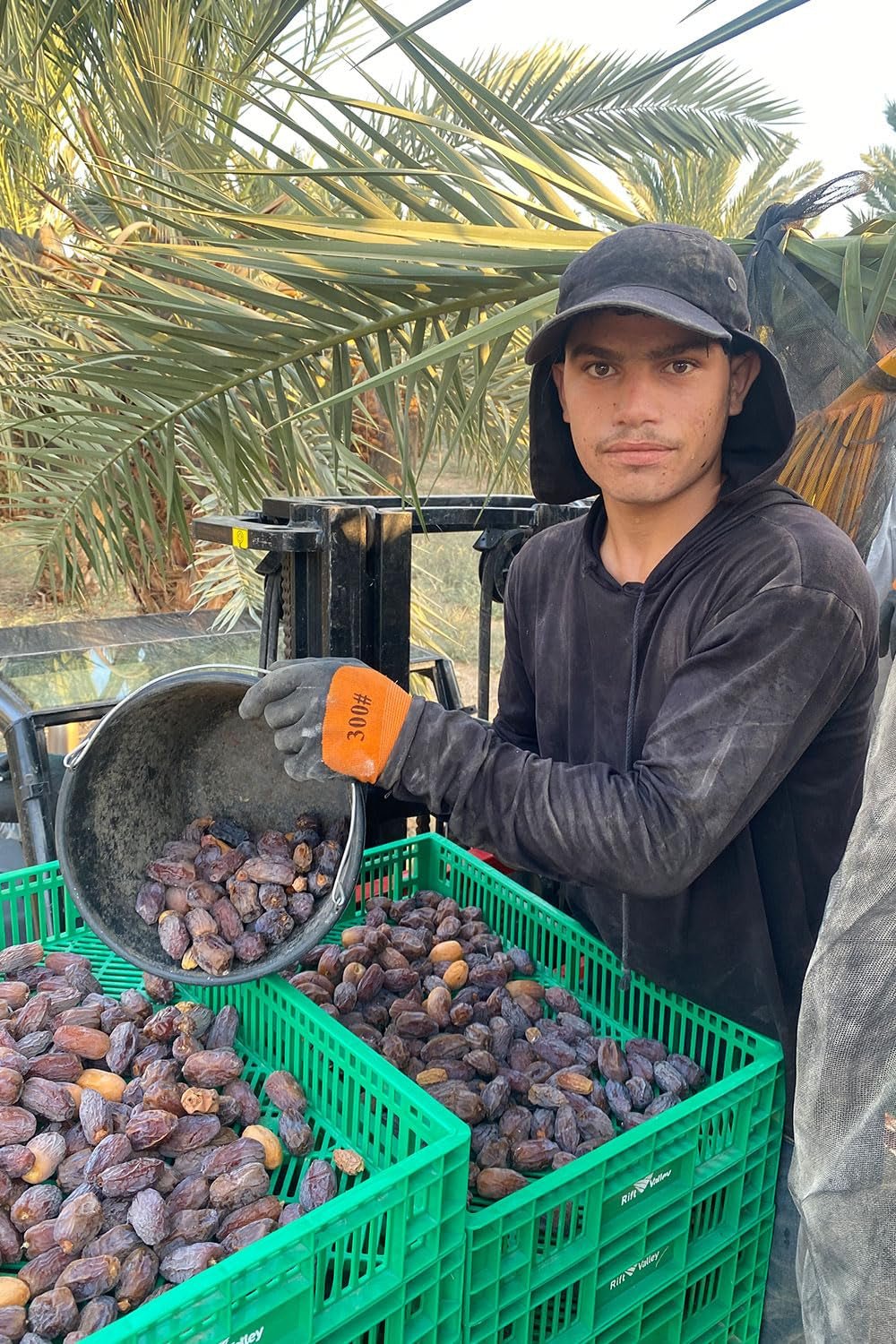 NABALI FAIRKOST FOR ALL Medjoul - Medjool Dates Choice I - 100% naturalny aromatyczny świeży orientalny miękki I słodki jak miód i karmelizowany I Pochodzenie: Palestyna I (1x1KG) Produkty suszone Naty Shop
