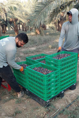 NABALI FAIRKOST FOR ALL Medjoul - Medjool Dates Choice I - 100% naturalny aromatyczny świeży orientalny miękki I słodki jak miód i karmelizowany I Pochodzenie: Palestyna I (1x1KG) Produkty suszone Naty Shop