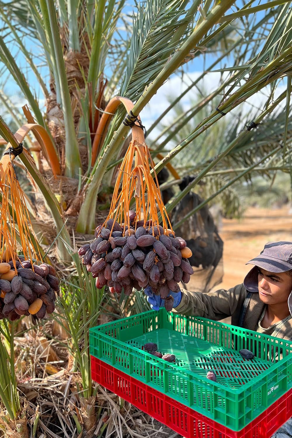 NABALI FAIRKOST FOR ALL Medjoul - Medjool Dates Choice I - 100% naturalny aromatyczny świeży orientalny miękki I słodki jak miód i karmelizowany I Pochodzenie: Palestyna I (1x1KG) Produkty suszone Naty Shop