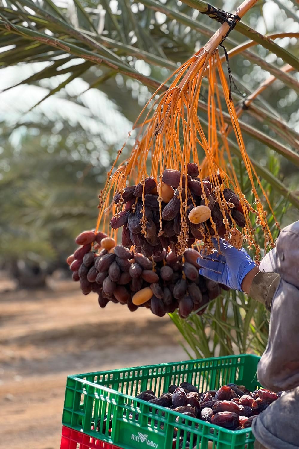 NABALI FAIRKOST FOR ALL Medjoul - Medjool Dates Choice I - 100% naturalny aromatyczny świeży orientalny miękki I słodki jak miód i karmelizowany I Pochodzenie: Palestyna I (1x1KG) Produkty suszone Naty Shop