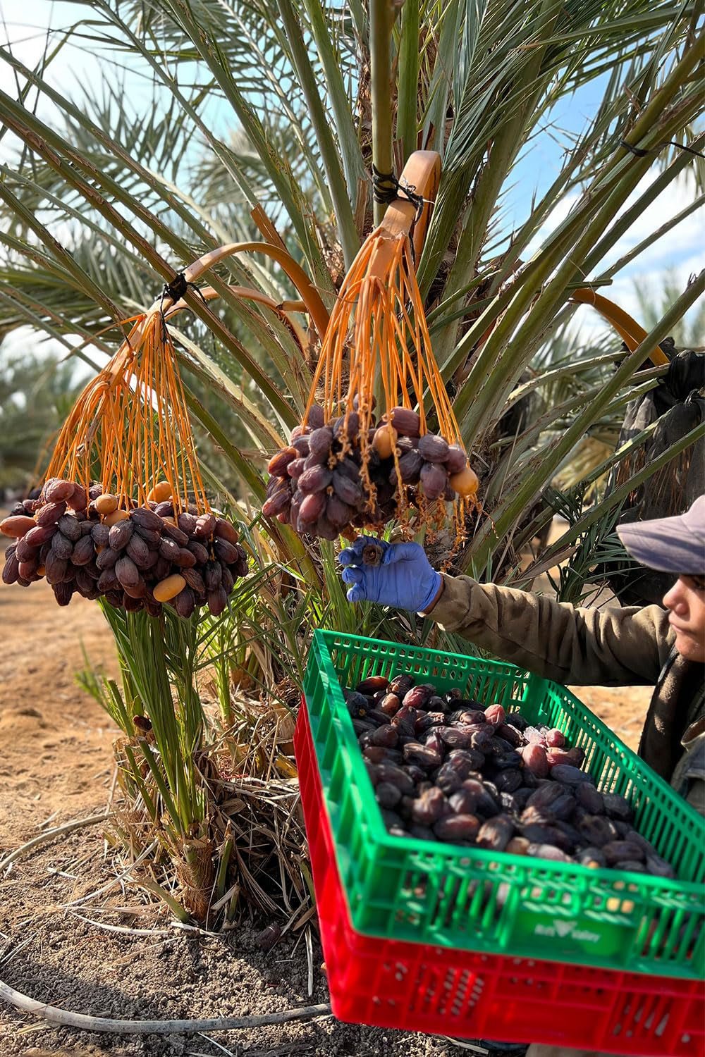 NABALI FAIRKOST FOR ALL Medjoul - Medjool Dates Choice I - 100% naturalny aromatyczny świeży orientalny miękki I słodki jak miód i karmelizowany I Pochodzenie: Palestyna I (1x1KG) Produkty suszone Naty Shop