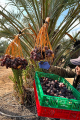 NABALI FAIRKOST FOR ALL Medjoul - Medjool Dates Choice I - 100% naturalny aromatyczny świeży orientalny miękki I słodki jak miód i karmelizowany I Pochodzenie: Palestyna I (1x1KG) Produkty suszone Naty Shop